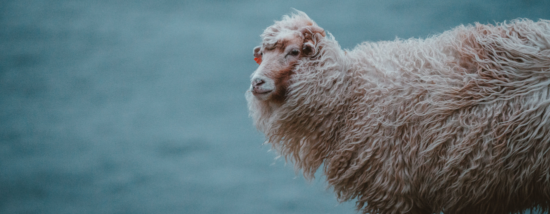 Merino Vilnos Privalumai Lauko Aprangoje